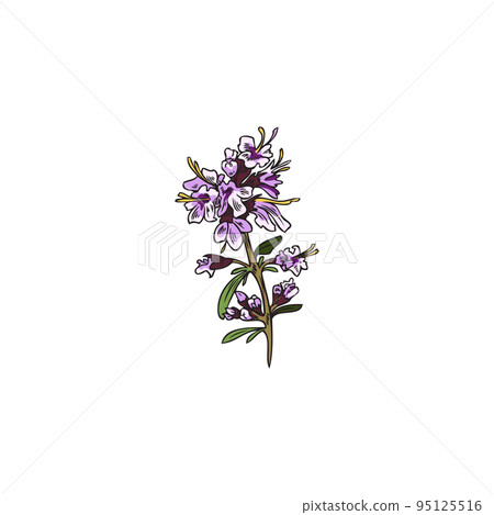 Hand drawn colorful thyme twig with purple flowers sketch style 95125516