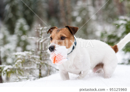 Active dog playing fetch game with toy in deep snow outdoors Active dog playing fetch game with toy in deep snow outdoors 95125960