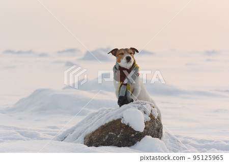 Concept of seasonal care and hypothermia protection for pets. Dog wearing scarf standing on ice in winter snowy landscape Concept of seasonal care and hypothermia protection for pets. Dog wearing scarf standing on ice in winter snowy landscape 95125965