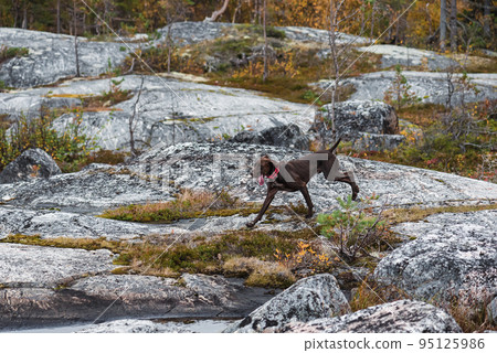 Young German Shorthaired Pointer (Kurzhaar) dog running freely in Fall forest during hunting training 95125986