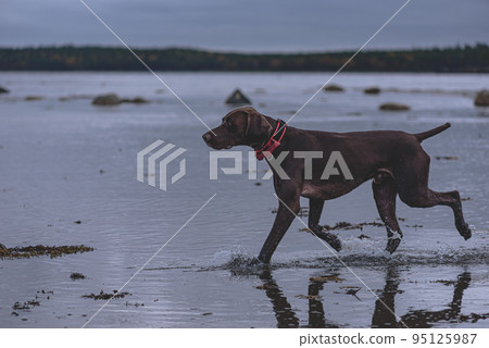 Young German Shorthaired Pointer (Kurzhaar) running in water at winter open for pets beach Young German Shorthaired Pointer (Kurzhaar) running in water at winter open for pets beach 95125987