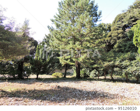 Toshoji Temple Ruins Toshoji Temple Ruins 95126010