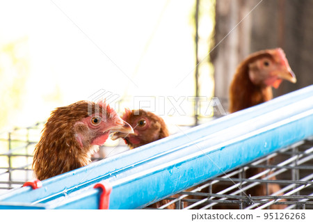 Hen is eating the water in agriculture farm for egg gathering Hen is eating the water in agriculture farm for egg gathering 95126268