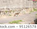 Striped stray cat in the countryside 95126578