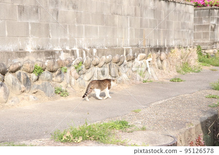 鄉下的條紋流浪貓 95126578