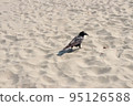 Crow walking on sandy beach 95126588
