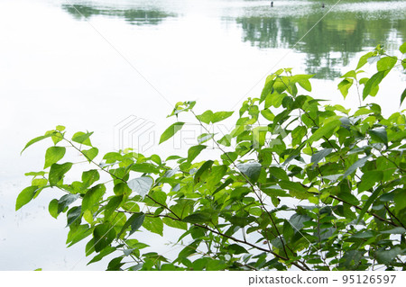 The surface of the water that reflects the clear sky and forest The surface of the water that reflects the clear sky and forest 95126597