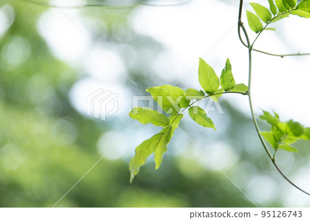 A spectacle of lush and beautiful green leaves 95126743