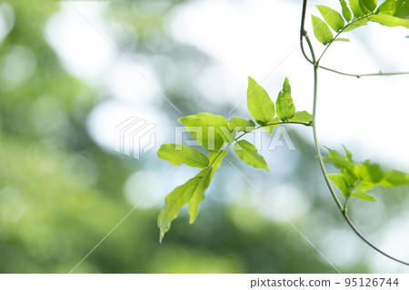 A spectacle of lush and beautiful green leaves 95126744