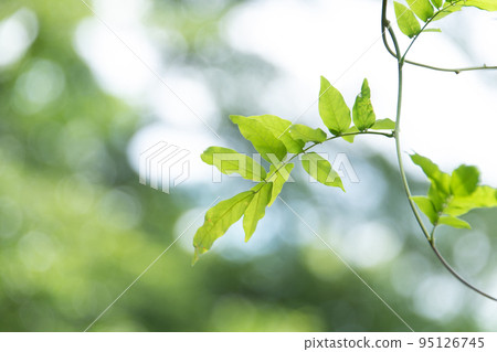 鬱鬱蔥蔥的美麗綠葉奇觀 鬱鬱蔥蔥的美麗綠葉奇觀 95126745