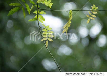 鬱鬱蔥蔥的美麗綠葉奇觀 95126746