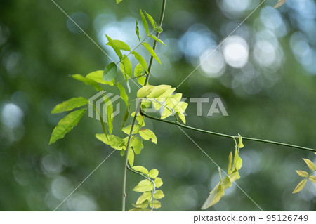 A spectacle of lush and beautiful green leaves A spectacle of lush and beautiful green leaves 95126749