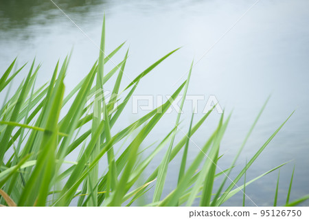 A spectacle of lush and beautiful green leaves A spectacle of lush and beautiful green leaves 95126750