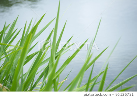 A spectacle of lush and beautiful green leaves A spectacle of lush and beautiful green leaves 95126751
