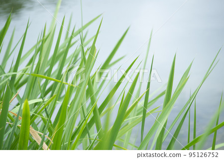 A spectacle of lush and beautiful green leaves A spectacle of lush and beautiful green leaves 95126752