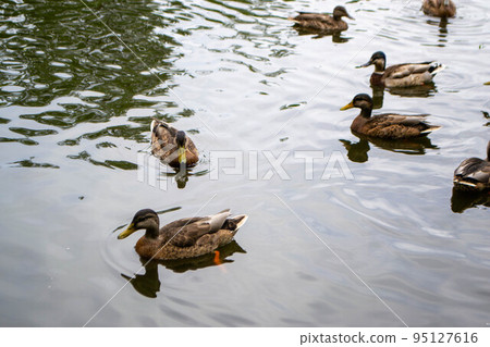 Ducks enjoying pond life during an overcast day. High quality photo 95127616