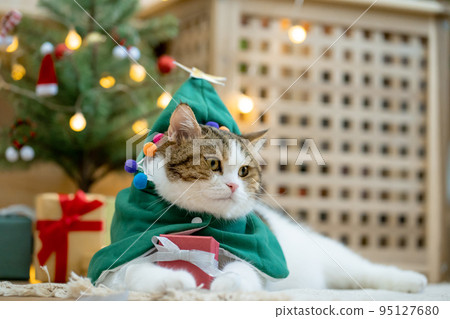 scottish tabby cat in christmas theme cloth during play with new year gift and christmas tree scottish tabby cat in christmas theme cloth during play with new year gift and christmas tree 95127680