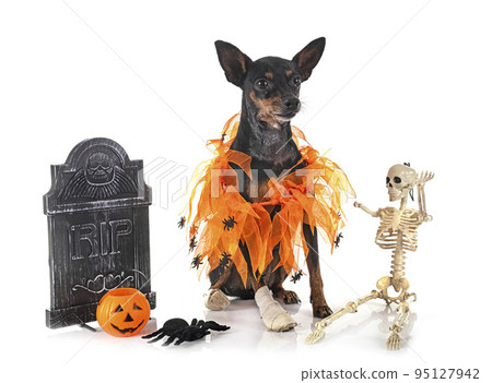 miniature pinscher in studio miniature pinscher in studio 95127942