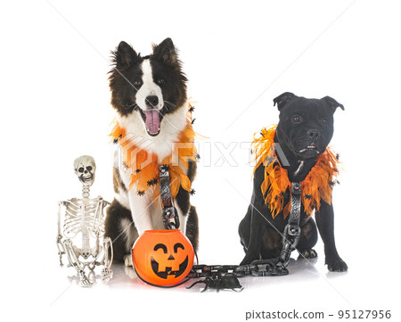 dogs and halloween 95127956