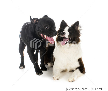 young Yakutian Laika and staffie 95127958
