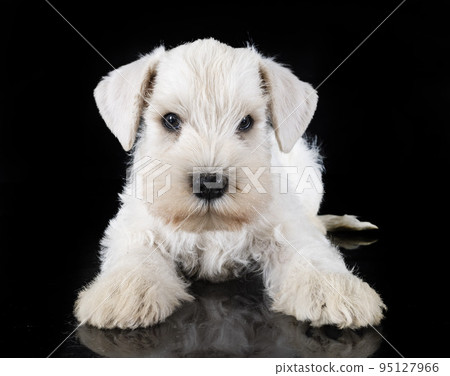 puppy miniature schnauzer in studio 95127966