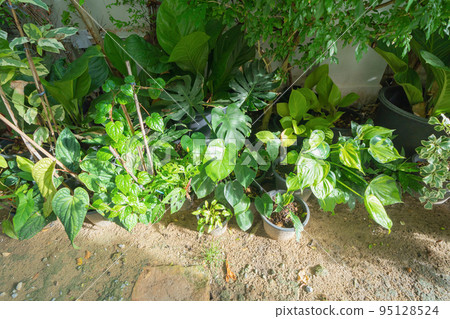 Green household vegetable plant pots leaves of trees in garden park in home or house. Exterior natural material for decoration background 95128524