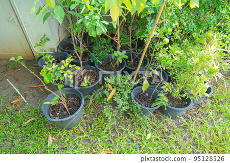 Green household vegetable plant pots leaves of trees in garden park in home or house. Exterior natural material for decoration background 95128526