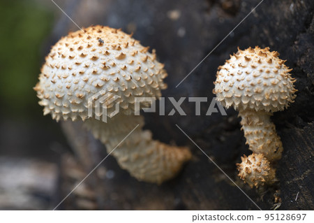 Mushrooms, growing on a tree trunk, royal mushrooms, Pholiota aurivella, in the autumn forest. 95128697