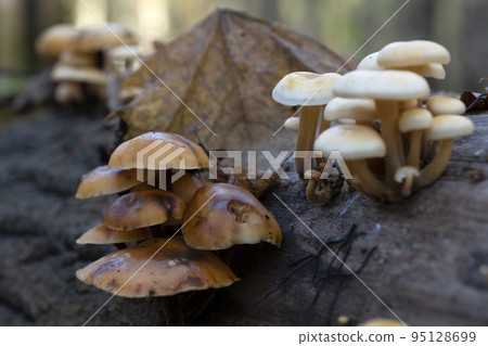Mushrooms growing on a tree stump in the autumn forest. 95128699