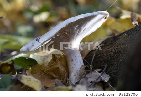Mushrooms growing in the autumn forest on a sunny day. 95128700
