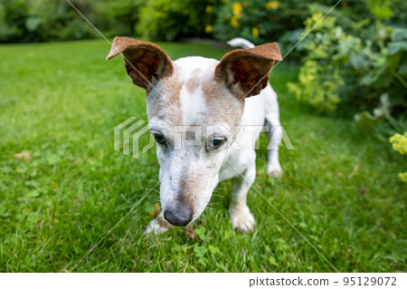 Jack Russell Terrier Dog in Green Garden 95129072