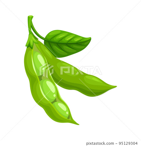 Isolated ripe soybeans pod with green leaf. Soya raw seed, vegan food protein ingredient, cartoon vector ripe legume bean. Diet natural nutrition Isolated ripe soybeans pod with green leaf. Soya raw seed, vegan food protein ingredient, cartoon vector ripe legume bean. Diet natural nutrition 95129304