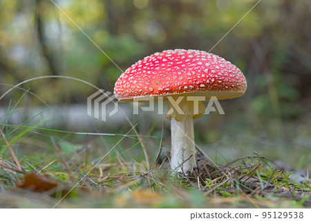 fly agaric fly agaric 95129538