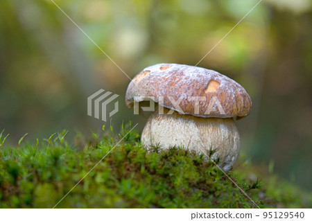 mushroom season mushroom season 95129540