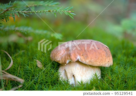 mushroom season mushroom season 95129541