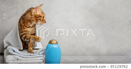 Pet grooming. Cute cat with tools for animal bathing, hygiene. Pet care salon. 95129762