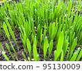 Closeup fresh thick grass with water drops 95130009