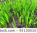 Closeup fresh thick grass with water drops 95130010