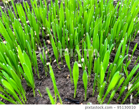 Closeup fresh thick grass with water drops 95130010
