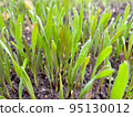 Closeup fresh thick grass with water drops 95130012