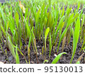 Closeup fresh thick grass with water drops 95130013