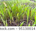 Closeup fresh thick grass with water drops 95130014