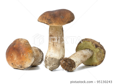 Three fresh white mushrooms on a white isolated background. Three fresh white mushrooms on a white isolated background. 95130243
