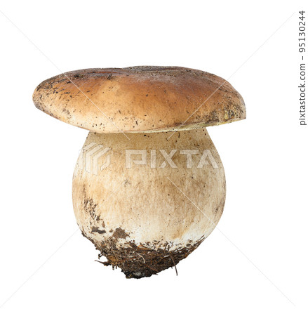 Fresh porcini mushroom on a white isolated background Fresh porcini mushroom on a white isolated background 95130244