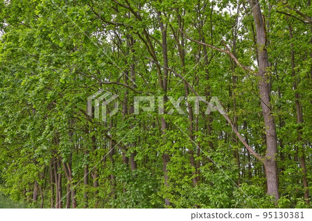 Spring Green Leaves 95130381