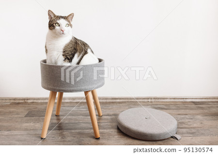 Cute fat domestic cat sits in trendy stool with a lid and build-in storage space. Side view, white wall, copy space. Modern mulrifunctiional chair with wooden legs. Round gray linen pouffe Cute fat domestic cat sits in trendy stool with a lid and build-in storage space. Side view, white wall, copy space. Modern mulrifunctiional chair with wooden legs. Round gray linen pouffe 95130574