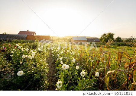 Rural flower farm 95131032