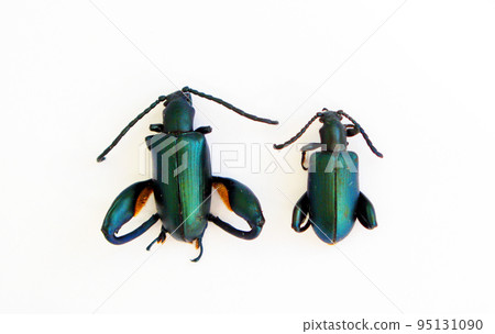 Beetles isolated on white, Unusual form metallic green color leaf beetle Sagra obethuri, Chrysomelidae. Collection beetles, entomology, coleoptera, insects Beetles isolated on white, Unusual form metallic green color leaf beetle Sagra obethuri, Chrysomelidae. Collection beetles, entomology, coleoptera, insects 95131090