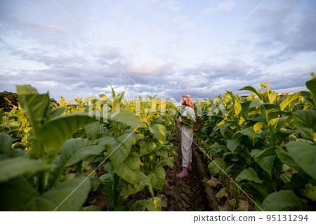 Woman gathers tobacco leaves on plantation Woman gathers tobacco leaves on plantation 95131294