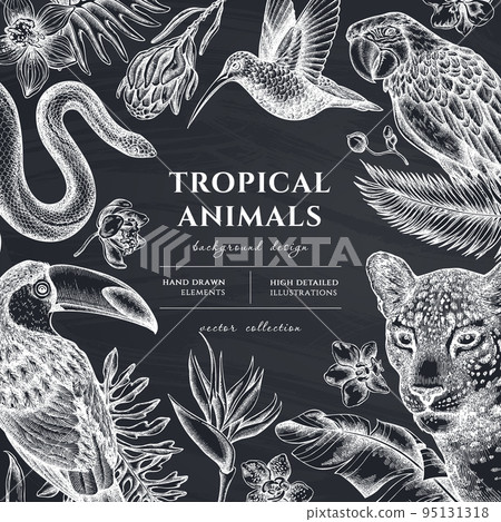 Tropical animals hand drawn illustration design. Background with chalk leopard, snake, hummingbird, toucan, scarlet macaw, monstera, banana palm leaves, strelitzia, protea, phalaenopsis. Tropical animals hand drawn illustration design. Background with chalk leopard, snake, hummingbird, toucan, scarlet macaw, monstera, banana palm leaves, strelitzia, protea, phalaenopsis. 95131318